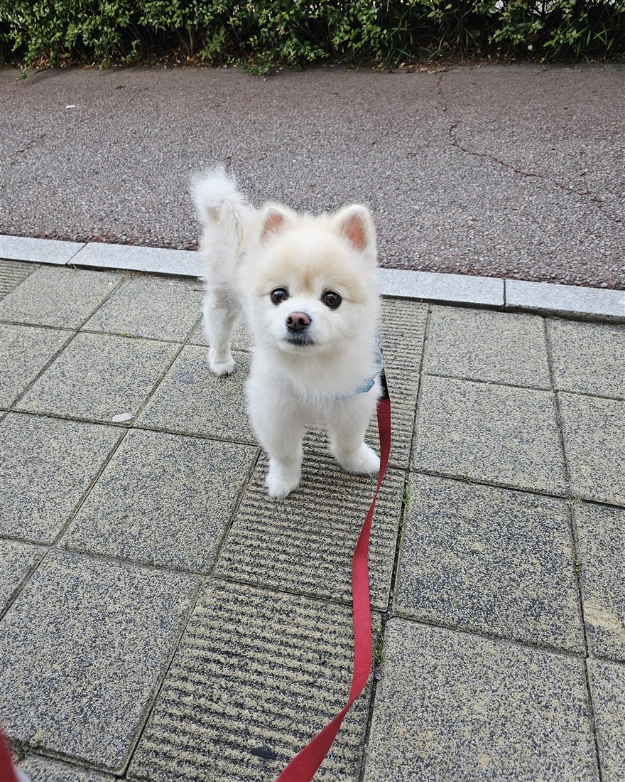 아침 산책 나온 우리집 강아지